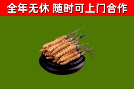 龙沙区回收散虫草